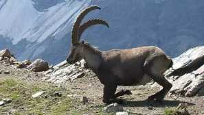 Alpine mountain goat